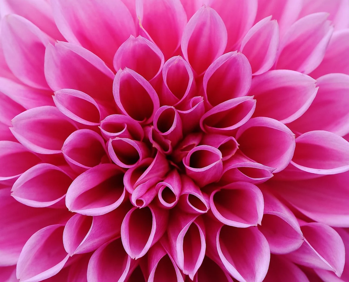 dahlia