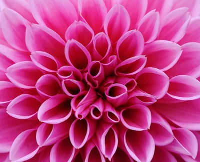 dahlia