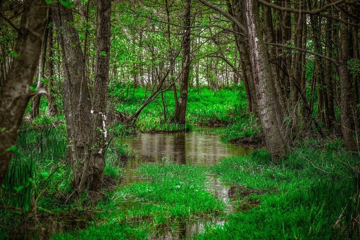Les solutions végétales : naturelles mais pas sans pièges