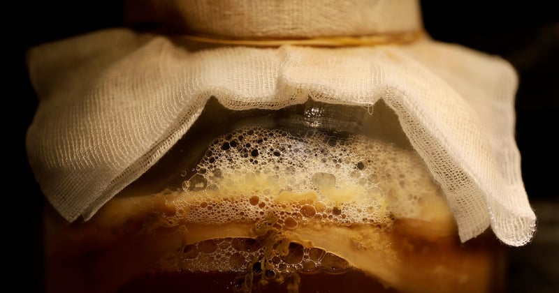 Ce champignon ressemblant à la mérule pourrait infester votre maison