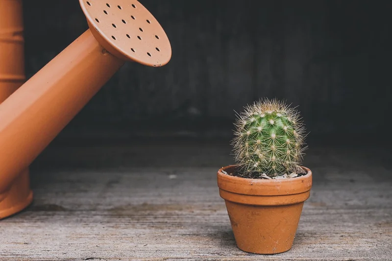 Comment végétaliser ces structures ? Le guide plantes