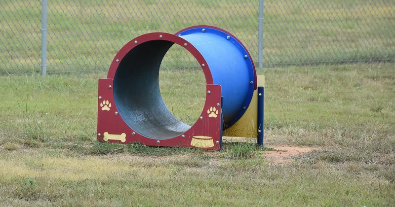 Acheter un chien détecteur de punaises de lit : est-ce une option réaliste ?