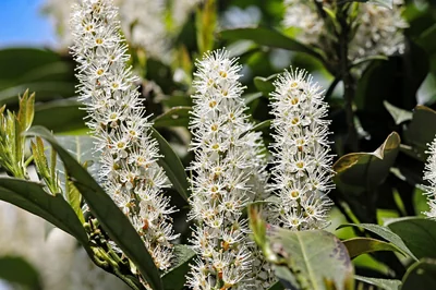 laurier cerise