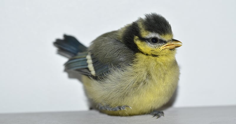 Mésange oisillon : comment reconnaître et aider ce petit oiseau