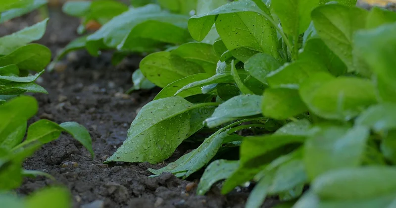 Préparation du sol et irrigation