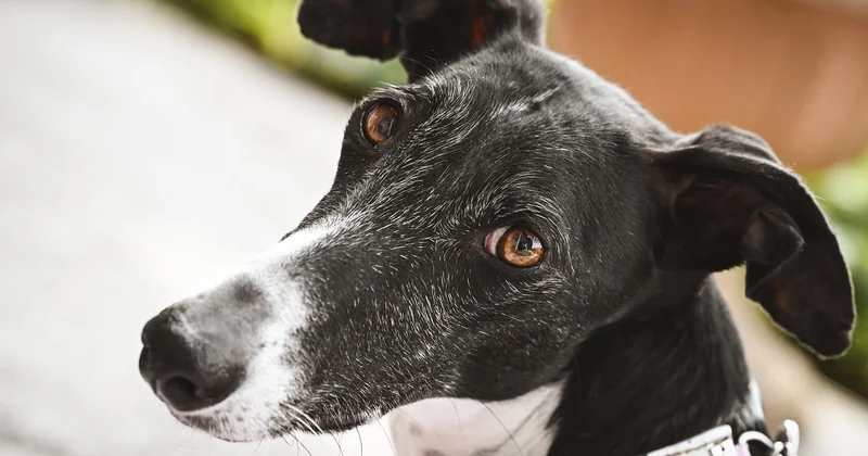 Quel est le prix moyen d'une détection canine en France ?