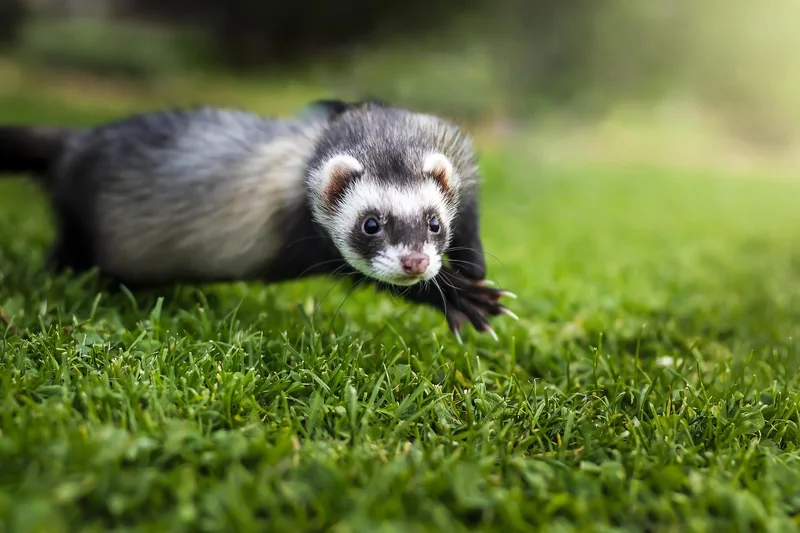 Quand les méthodes douces ne suffisent plus : le furet manuel