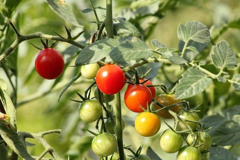 Les astuces de mon jardinier bio pour un jardin écoresponsable en 2026