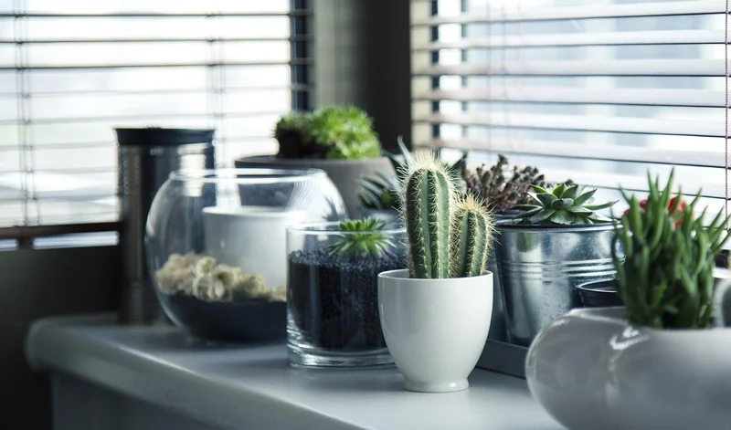 Quelles plantes choisir pour un jardin d’appartement sans balcon ?