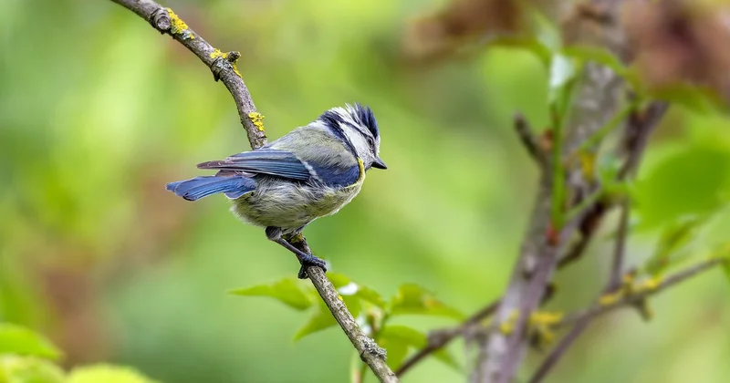 Mésange bleue, mésange charbonnière : reconnaître l'oisillon