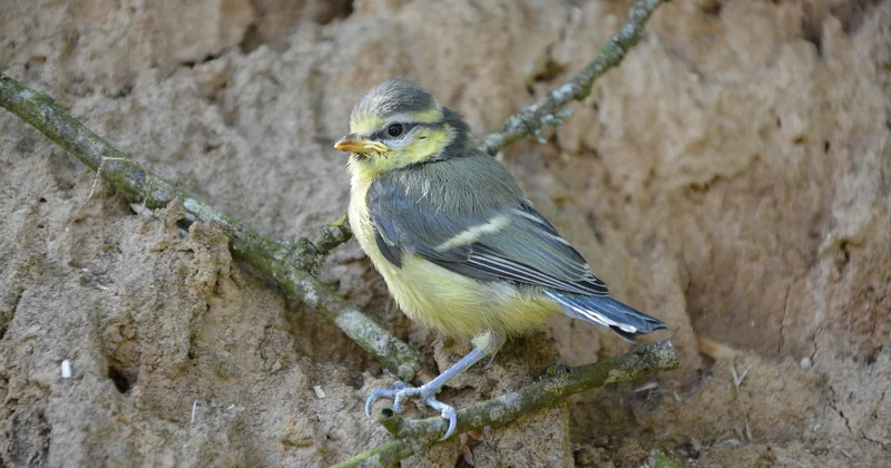 Que faire quand on trouve un oisillon de mésange tombé du nid ?