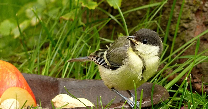 Que donner à manger à un oisillon mésange (et surtout, quoi éviter)