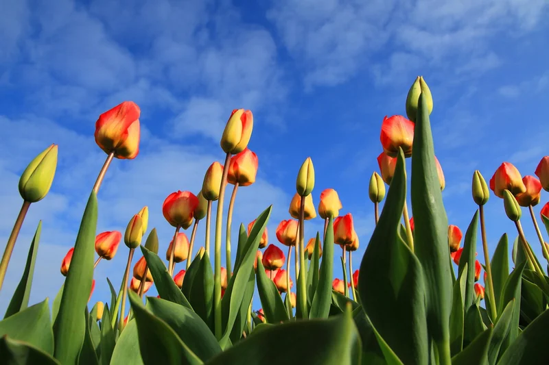 Quelles plantes pour se cacher de la vue des voisins ?