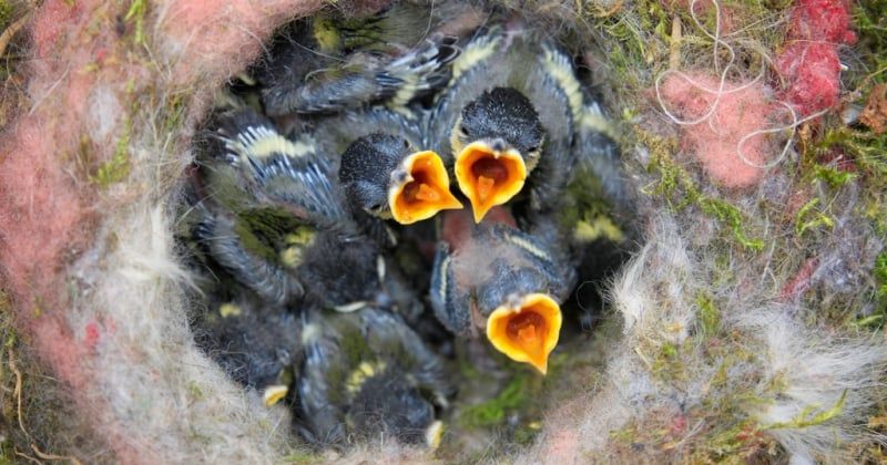 Oisillon mesange : le guide ultime pour l'identifier et le nourrir
