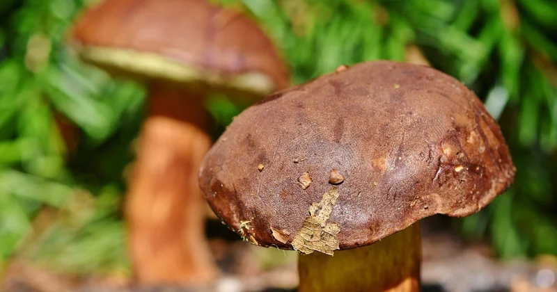 Le bolet jaune est-il vraiment comestible ? Oui, mais avec des conditions